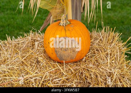 Citrouille orange pourrissante sur une botte de foin, montrant la décomposition naturelle et la dégradation, concept de récolte automnale saisonnière et de gaspillage alimentaire Banque D'Images