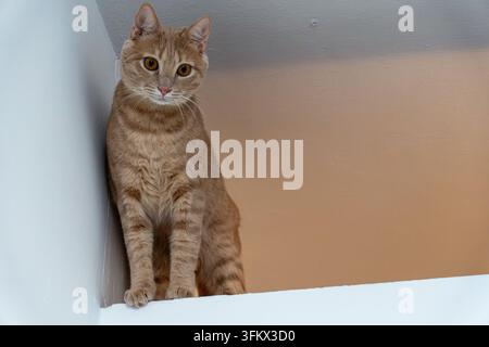 Un jeune chat roux tabby assis dans le coin d'une corniche blanche contre un mur beige chaud, regardant l'appareil photo. Banque D'Images