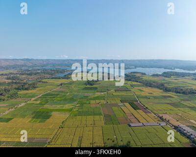 Vue aérienne époustouflante mettant en valeur des champs agricoles d'un vert éclatant à côté d'un lac tranquille à Sumberpucung, Malang Banque D'Images