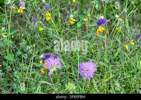 Fleurs de scabiosa violettes éclatantes & diverses fleurs sauvages en pleine floraison dans une prairie luxuriante, Vilovi, Serbie Banque D'Images