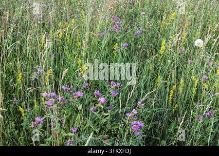 Trèfle violet vif et hautes graminées fleurissent dans une prairie luxuriante au bord de la forêt, végétation estivale, Vilovi, Serbie Banque D'Images
