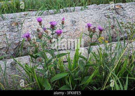 Fleurs de chardon violet épanouies dans une zone herbeuse devant des rondins empilés, Vilovi, Serbie Banque D'Images