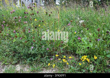 Un paysage de prairie vibrant mettant en vedette une variété de trèfle sauvage, de trèfle jaune et d'herbes en fleurs en été, Vilovi, Serbie Banque D'Images
