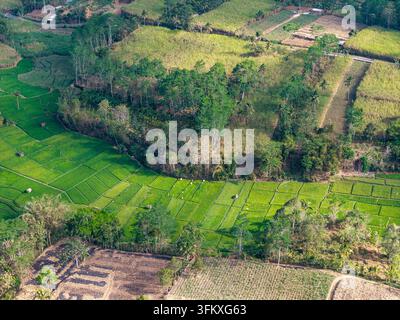 Des champs verts et luxuriants s'étendent sur des collines ondulantes. Des arbres bordent les bords des parcelles cultivées en Indonésie Banque D'Images