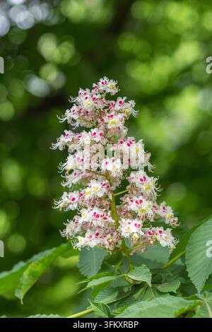Gros plan d'un bouquet de fleurs de marronnier en fleurs au printemps sur un fond flou de feuilles vertes. Banque D'Images