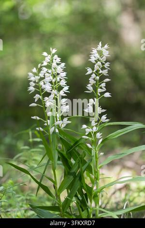 Deux orchidées sauvages helléborine blanches en fleurs poussant dans une forêt ensoleillée. Banque D'Images