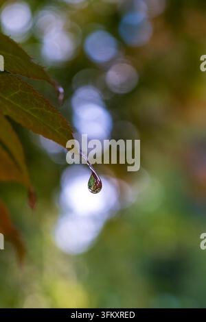 Image macro verticale d'une seule goutte d'eau claire suspendue au bord pointu d'une feuille avec un flou d'arrière-plan coloré et généreux de forêt Banque D'Images