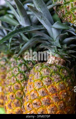 Une photographie en gros plan verticale mettant en valeur des ananas frais entiers alignés côte à côte, soulignant les feuilles vertes épineuses de la couronne et la forme géométrique p Banque D'Images