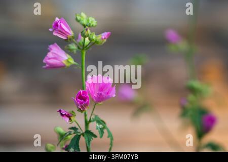 Malva sylvestris, mauve commune, une plante vivace sauvage aux fleurs rose-violet vif, aux pétales délicats veineux, aux feuilles lobées arrondies et aux nombreux boutons. Banque D'Images