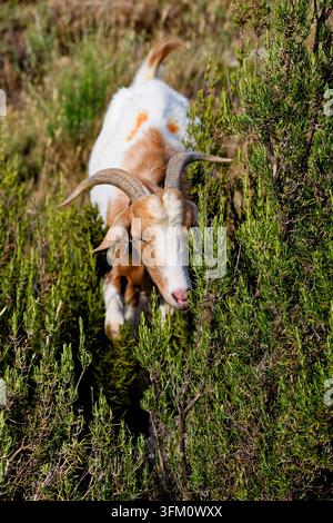 Une chèvre brune et blanche avec des cornes grignote un arbuste, chèvre domestique (Capra), (Capra aegagrus hircus), romarin (Salvia rosmarinus, synonyme : Rosmar Banque D'Images