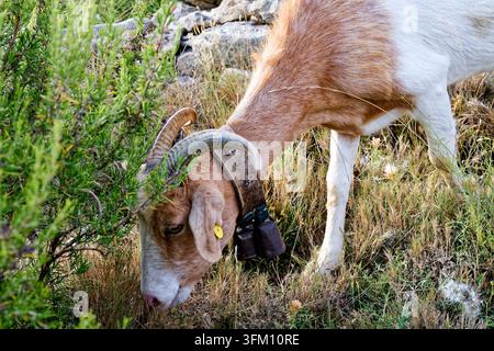 Chèvre brune avec une fourrure blanche broutant de l'herbe dans un environnement verdoyant, chèvre domestique (Capra), (Capra aegagrus hircus), romarin (Salvia rosmarinus, synonyme Banque D'Images