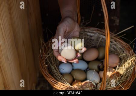 Main d'une femme tenant deux œufs frais, les ajoutant à un panier en osier rustique rempli de paille et de divers œufs de couleur naturelle provenant de poussins durables Banque D'Images