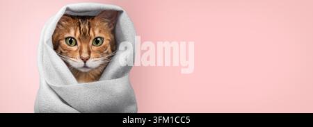 Un chat Bengal assis enveloppé dans une écharpe légère. Un gros plan sur un fond rose crée une composition sereine et minimaliste et une atmosphère chaleureuse Banque D'Images