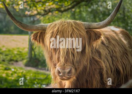 Close Up d'une vache des Highlands dans le Pollok Country Park à Glasgow, Écosse Banque D'Images