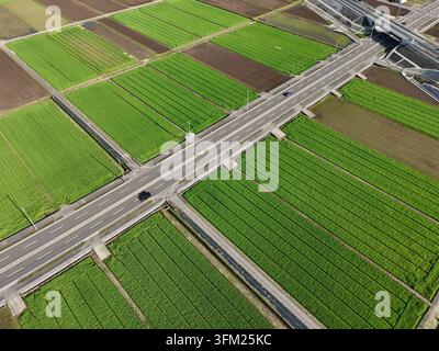 Vue aérienne de champs verts divisés par une autoroute. Des rangées de cultures éclatantes s'étendent sous un ciel dégagé. Les voitures se déplacent régulièrement le long de la route. Affichage de terres agricoles Banque D'Images
