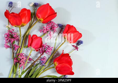 Composition florale abstraite et bannière pour écran. Nature morte avec tulipes printanières, muscari, jacinthes, oubliés et cerisier des oiseaux sur un fond élégant Banque D'Images