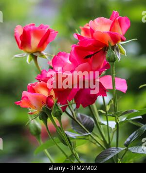 Belles roses rouges et jaunes dans le jardin par une journée ensoleillée. Milieu de l'été Banque D'Images