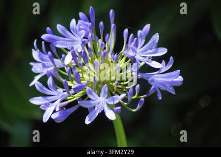 Fleur d'Agapanthus en fleurs avec des pétales violets et des bourgeons verts sur un fond sombre Banque D'Images