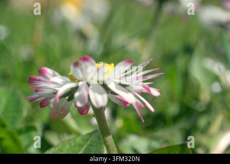 Fond de prairie avec des marguerites roses et blanches Banque D'Images