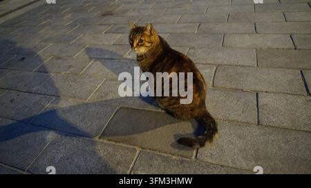 Chat errant calico assis sur une allée en pierre carrelée à Istanbul, Turquie Banque D'Images