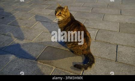 Chat errant calico assis sur une allée en pierre carrelée à Istanbul, Turquie Banque D'Images