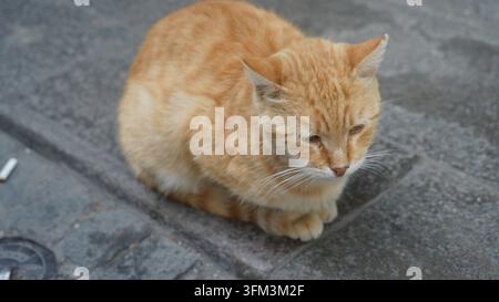 Chat errant tigré roux avec une encoche à l'oreille assis sur un trottoir pavé à Istanbul, Turquie Banque D'Images