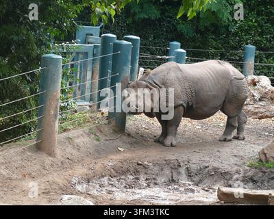 SEATTLE SEP 10, 2026 Grand rhinocéros à corne unique frottant son visage contre un poteau de clôture dans un enclos boueux du zoo, vue de côté en pleine longueur, en journée Banque D'Images