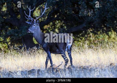 Cerf majestueux se tient vigilant dans un champ doré. Le pelage sombre contraste avec les herbes ensoleillées. Les bois atteignent le ciel, montrant la force. Les arbres en arrière-plan offrent Banque D'Images