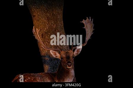 Cérf sombre avec de grandes cornes se tient à côté d'un arbre. Son pelage brun brille subtilement contre un fond noir. Les yeux regardent droit devant, alertes et calmes. Les cornes se courbent Banque D'Images