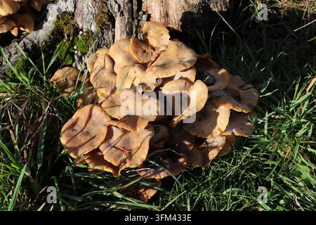 Champignon miel, Armillaria mellea, Physalacriaceae. Croissant sur un vieux arbre. Armillaria mellea est un champignon basidiomycète comestible du genre des champignons miel. Banque D'Images