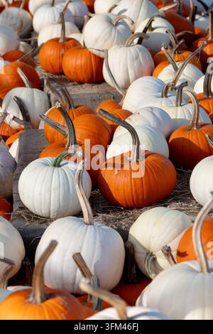 Des citrouilles blanches et orange remplissant une présentation rustique pour la récolte d'automne Banque D'Images