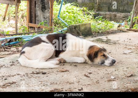 Un chien errant noir et blanc est allongé sur le sol Banque D'Images