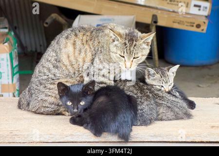 Une mère chat tigré et ses adorables chatons, dont des chatons noirs et tigrés, reposant ensemble sur une planche en bois à l'extérieur. Banque D'Images