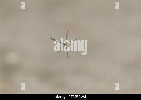 Marchand migrant Aeshna mixta, mâle adulte en vol, Suffolk, Angleterre, septembre Banque D'Images
