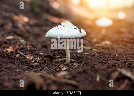 Gros plan de champignons blancs qui poussent abondamment sur le sol après la pluie Banque D'Images