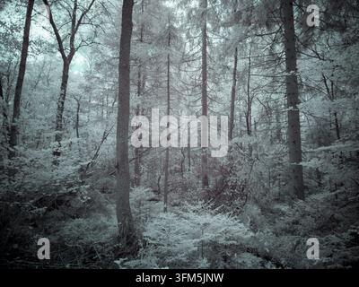 Une forêt capturée avec un filtre infrarouge. Les arbres et les plantes apparaissent dans des nuances de blanc et de gris. La lumière donne un aspect unique au feuillage en journée Banque D'Images