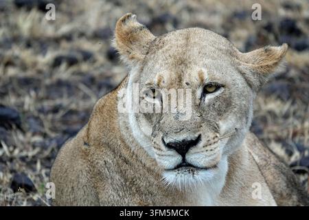 Portrait en gros plan d'une lionne africaine sauvage regardant l'appareil photo au Botswana, en Afrique Banque D'Images