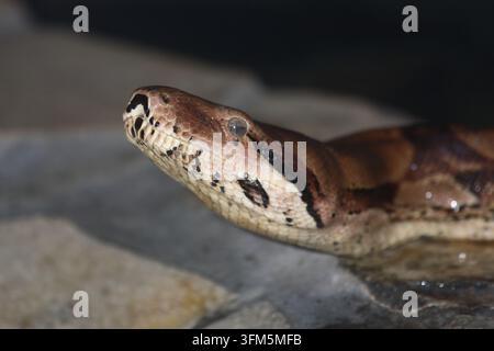 Dunkler Tigerpython / python birman / Python molurus bivittatus Banque D'Images