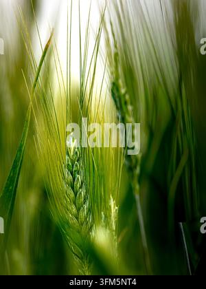 Épis d'orge verts mûrissants avec de longues arêtes dans un champ Banque D'Images