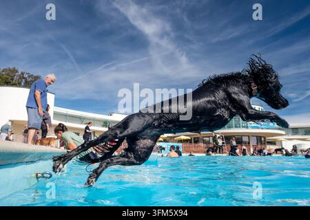 Saltdean, 26 septembre 2026 : Winnie Woods, un sprocker (mélange de Springer et de cocker spaniel) de Peacehaven, profitant de la fin de saison annuelle de Dogtember Banque D'Images
