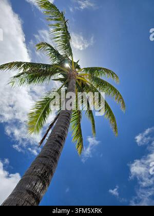 Palme à noix de coco vue d'en bas contre un ciel bleu éclatant avec le soleil traversant les feuilles, Oahu, Hawaï Banque D'Images