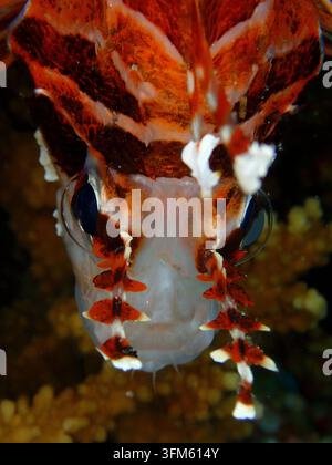 Portrait rapproché d'un poisson-lion montrant son visage rayé, ses yeux et ses épines venimeuses Banque D'Images