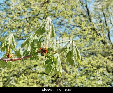 Jeunes feuilles de marronnier vert fraîches fleurissant à partir des bourgeons sur une branche au début du printemps. Concept de croissance, de nouvelle vie, de médecine botanique à base de plantes et na Banque D'Images