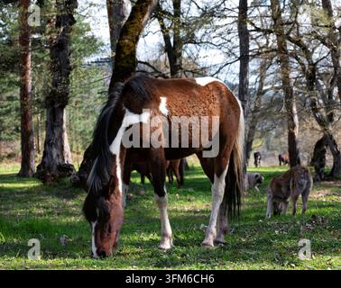 Cheval bai et blanc baisse la tête pour brouter sur de l'herbe verte fraîche dans un pâturage forestier tranquille au printemps, entouré de grands arbres et d'un troupeau supplémentaire Banque D'Images