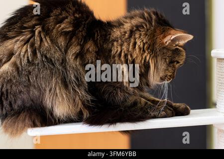 Vue rapprochée de côté d'un chat tabby à poils longs se penchant en avant et attrapant avec sa patte des gouttes d'eau tombantes au-dessus d'une étagère blanche surélevée à l'intérieur, montrant les moustaches, w Banque D'Images