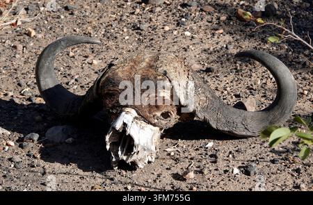 Crâne de buffle du Cap sur le sol sec dans le safari sauvage du Zimbabwe Banque D'Images
