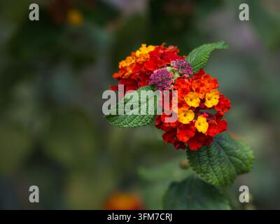 Gros plan de grappes de fleurs de Lantana camara rouge vif, orange et jaune éclatantes, épanouies devant un fond de feuillage vert doux Banque D'Images