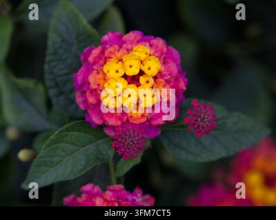 Gros plan de grappes de fleurs de Lantana camara rouge vif, orange et jaune éclatantes, épanouies devant un fond de feuillage vert doux Banque D'Images