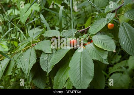 Une branche de cerisier douce avec des feuilles vertes et des fruits rouge-jaune mûrs pend du arbre et repose sur l'herbe verte. Banque D'Images