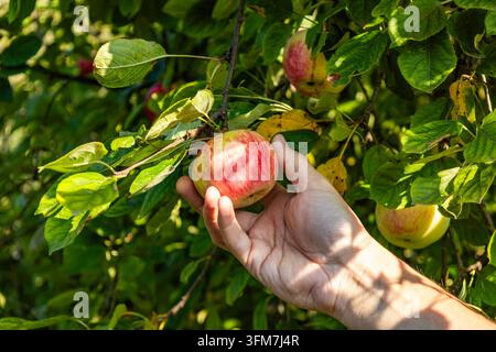 Une main soutient une pomme fraîche rouge et jaune suspendue à une branche d'arbre parmi des feuilles vertes dans un verger ensoleillé. Bright sunlight filters through the tr Banque D'Images